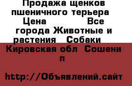 Продажа щенков пшеничного терьера › Цена ­ 30 000 - Все города Животные и растения » Собаки   . Кировская обл.,Сошени п.